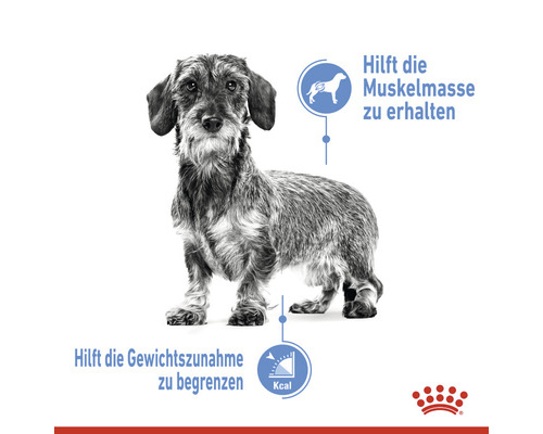 Dackel mit Hinweisen zur Erhaltung der Muskelmasse und Begrenzung der Gewichtszunahme