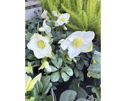 Gros plan sur des fleurs d''hellébore blanches avec des étamines jaunes