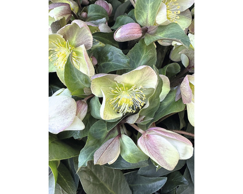 Gros plan de fleurs d''hellébore avec des feuilles vertes