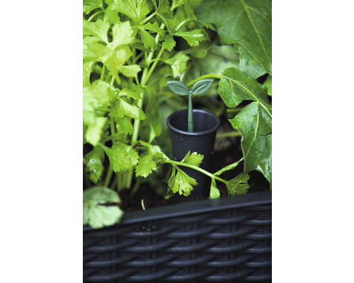 Système d''irrigation pour plantes en parterre.