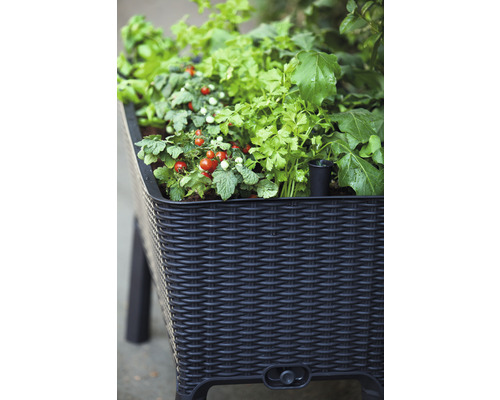 Jardinière surélevée en rotin avec plants de tomates et herbes aromatiques