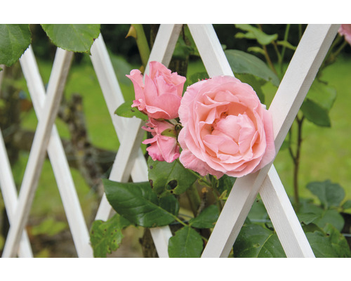 Rose rose sur treillis blanc