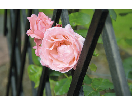 Deux fleurs de rose sur une clôture métallique