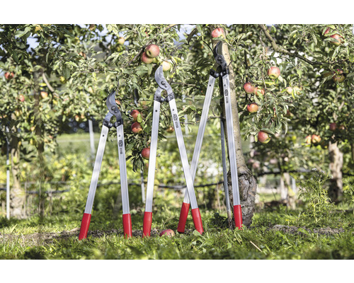 Drei Astscheren mit langen Griffen stehen vor einem Apfelbaum.