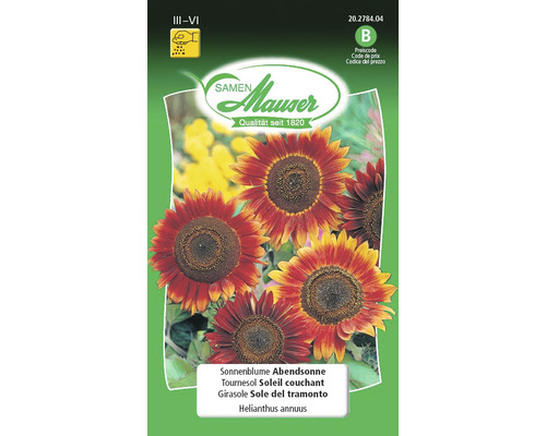 Sonnenblumen Samenpackung Abendsonne der Marke Samen Mauser