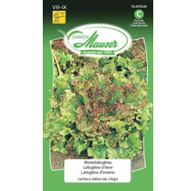 Semences de salade Lattughino d'hiver Samen Mauser