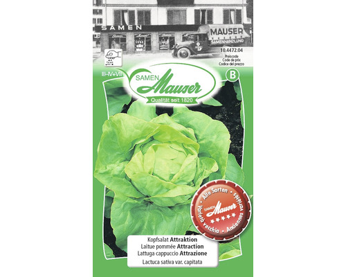 Laitue pommée Attraction sachet de graines