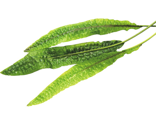 Corne d''élan sur fond blanc