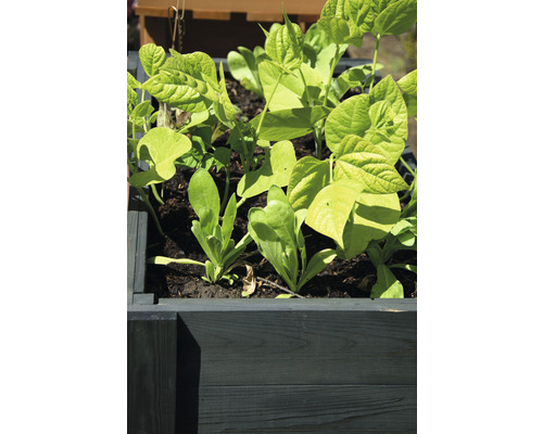 Jardinière surélevée avec plantation