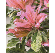 L''image montre des feuilles de photinia.