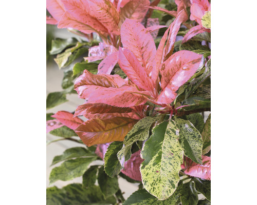 L''image montre des feuilles de photinia.