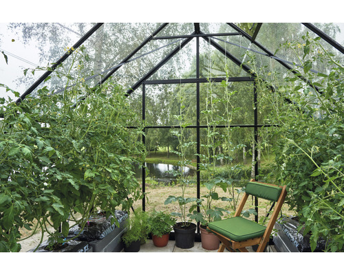 Gewächshaus mit Tomatenpflanzen und einem Klappstuhl