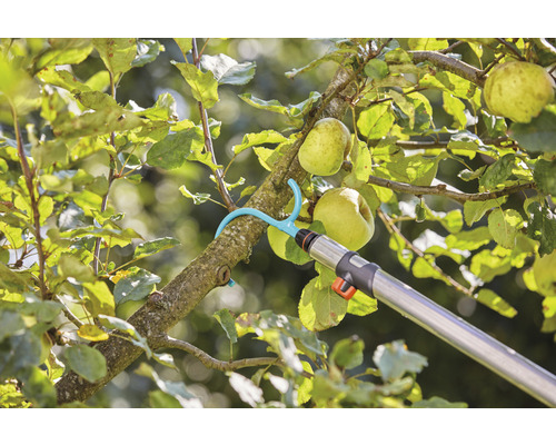 Apfelernte mit Obstpflücker am Baum