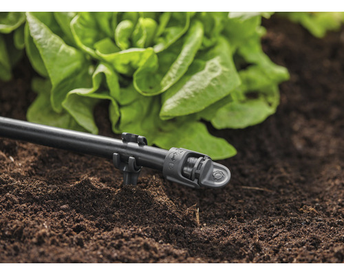 Système d''arrosage avec tuyau d''égouttement et plante de salade dans le sol du jardin