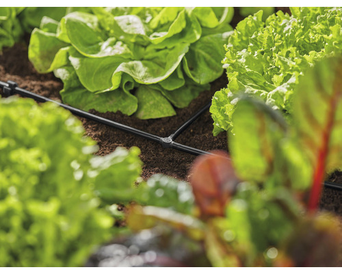 Système d''irrigation entre les plants de salade dans le jardin