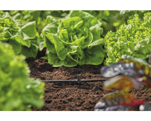 Gemüsegarten mit Salatpflanzen und Bewässerungssystem