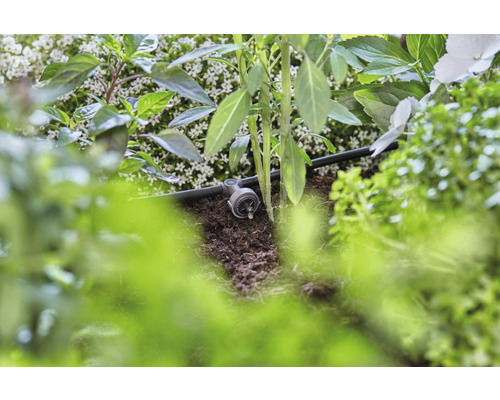Système d''irrigation goutte à goutte en place entre les plantes et la terre