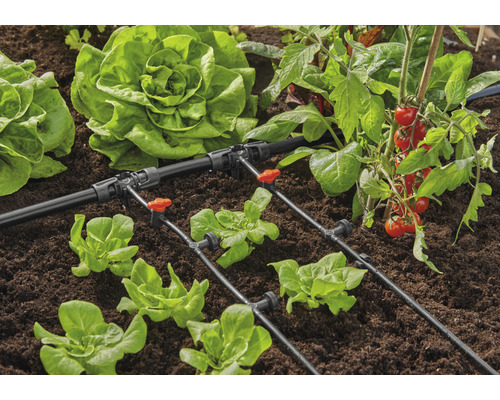 Système d''irrigation de jardin avec laitue et plants de tomates dans le parterre