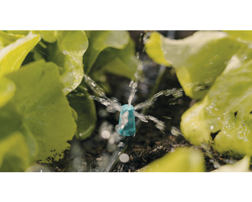 Système d''irrigation avec arroseur en utilisation entre des plantes de laitue