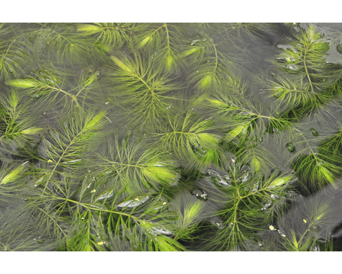 Cornifle dans l''eau