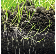 Aquarienpflanzenwurzeln in Aquariumkies