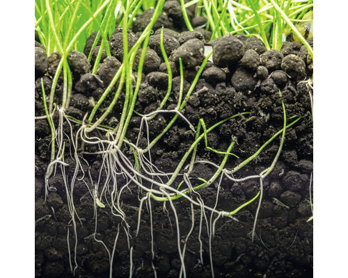 Aquarienpflanzenwurzeln in Aquariumkies