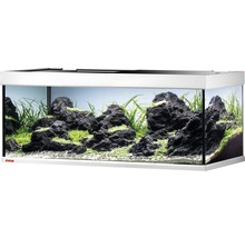 Aquarium avec plantes et pierres