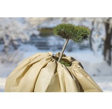 Plante avec housse de protection hivernale