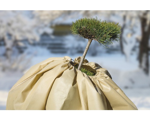 Plante avec housse de protection hivernale