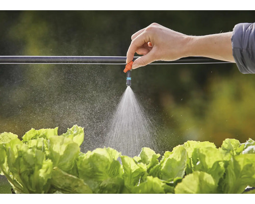 Arrosage de la salade avec un système d''irrigation