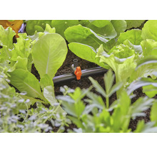 Nahaufnahme eines Bewässerungssystems zwischen Salatpflanzen im Gartenbeet.