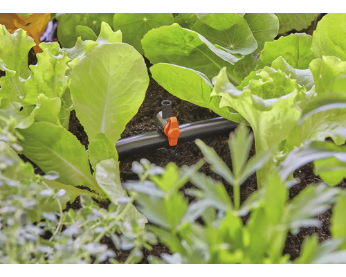 Gros plan d''un système d''irrigation entre des salades dans une plate-bande.