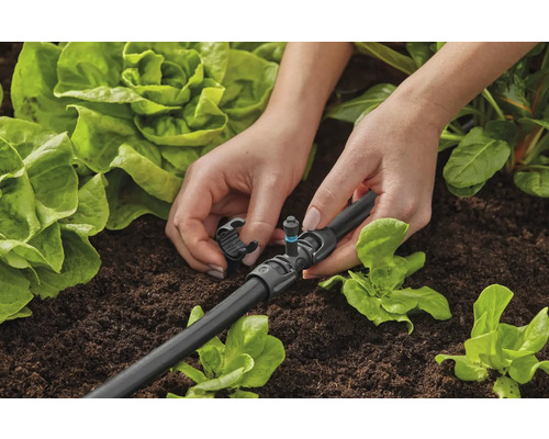 Installation d''un système d''irrigation goutte à goutte dans un jardin potager pour un arrosage ciblé des plantes