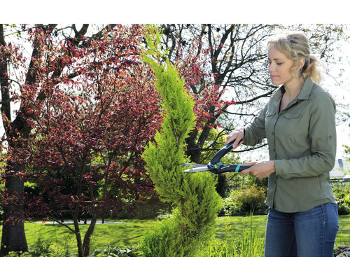 Une femme taille un cyprès avec un taille-haie dans le jardin.