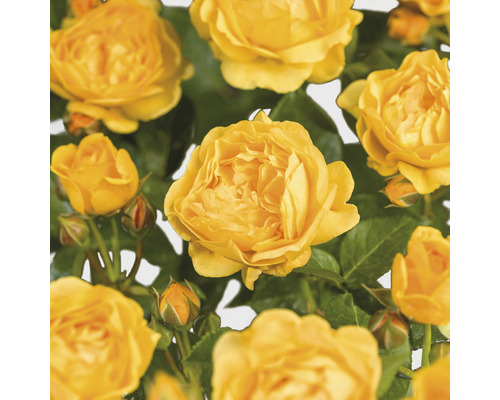 Beetrose 'Absolutely Fabulous' FloraSelf Rosa 'Absolutely Fabulous' Co 5 L gefüllte Blüten
