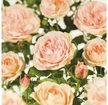 Beetrose 'Garden of Roses' FloraSelf Rosa 'Garden of Roses' Co 5 L