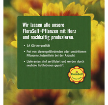 Lebensbaum FloraSelf® Thuja Smaragd 80-100 cm-thumb-3