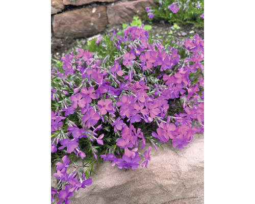 Phlox mousse FloraSelf Phlox subulata 'MacDaniel's Cushion' h 10-15 cm Co 0,5 l