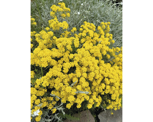 Bergsteinkraut FloraSelf Alyssum montanum H 5-20 cm Co 0,5 L Bergsteinkraut FloraSelf Alyssum montanum H 5-20 cm Co 0,5 L