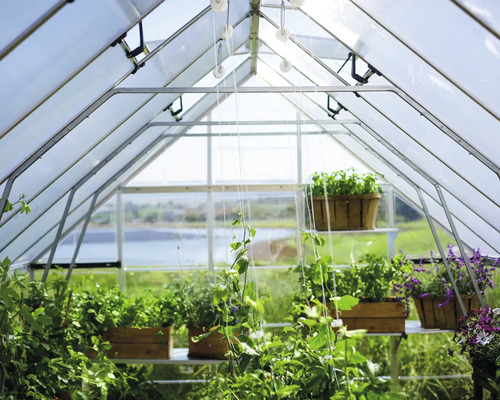 Serre avec des plantes sur des étagères.