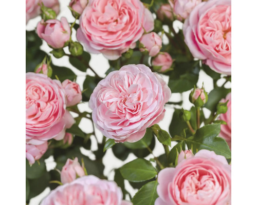 Nahaufnahme von rosa Rosenblüten