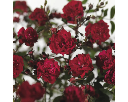 Nahaufnahme von roten Rosenblüten