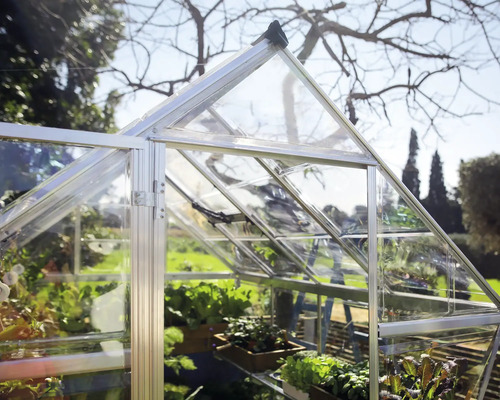 Serre avec plantes vue de l''intérieur