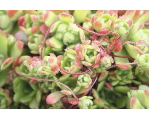 Nahaufnahme einer Dachwurz Pflanze