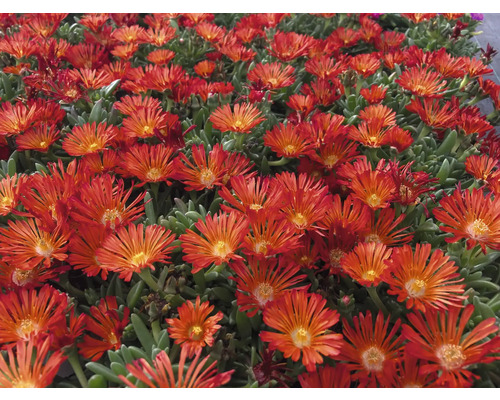 Nahaufnahme von Mittagsblumengewächsen mit grünen Blättern und zahlreichen Blüten