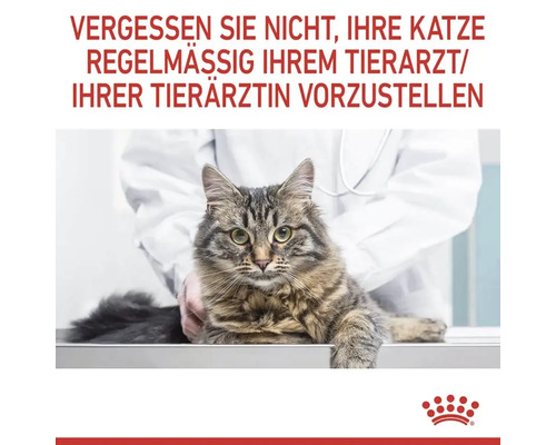 Katze bei Tierarzt zur regelmäßigen Untersuchung