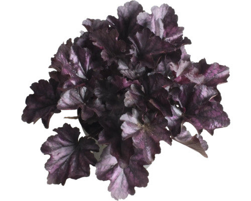 Purpurglökchen Heuchera 'Indian Summer Purple' H 5-20 cm Co 1,5 L