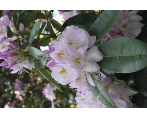 Nahaufnahme von Rhododendronblüten mit Blättern