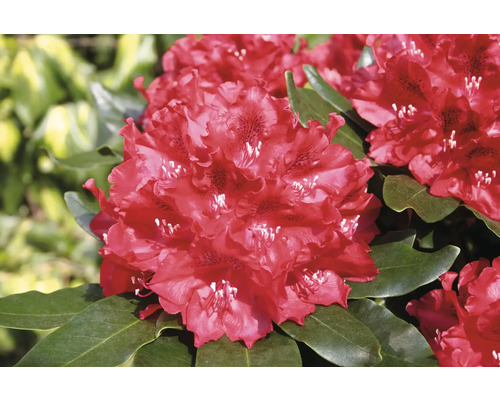 Nahaufnahme einer roten Rhododendronblüte mit grünen Blättern