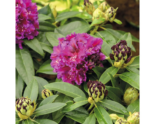 Rhododendron à grosses fleurs FloraSelf Rhododendron hybride 'Dramatic Dark' ® H 30-40 cm Co 6 L